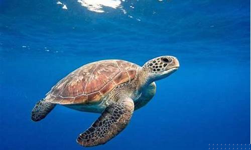 期货海龟直播室去哪儿(海龟交易战法)_https://www.tuogunzhijia.com_国际期货_第1张