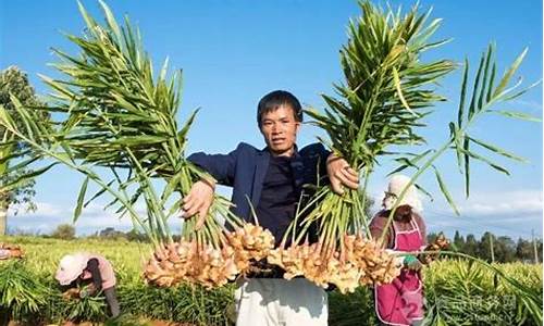 生姜期货今日行情(生姜行情走势今日早报)_https://www.tuogunzhijia.com_道指期货_第1张