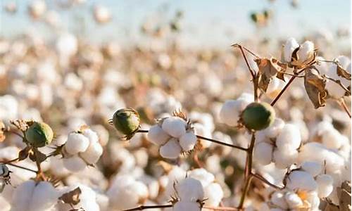 棉花期货交易基本知识点(棉花期货交易规则)_https://www.tuogunzhijia.com_道指期货_第1张
