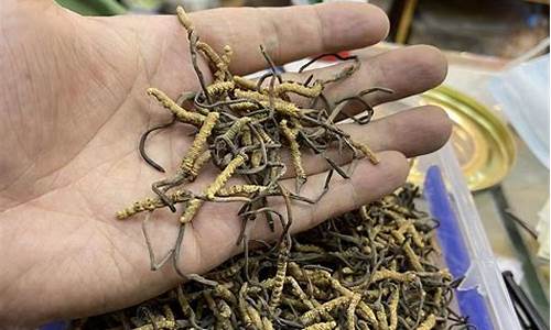 期货交易冬虫夏草(冬虫夏草的行情)_https://www.tuogunzhijia.com_黄金期货_第1张