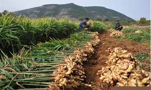 生姜期货价格行情(生姜行情今日价格)_https://www.tuogunzhijia.com_道指期货_第1张