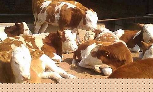 牛的价格市场价一斤多少钱(牛的价格是多少)_https://www.tuogunzhijia.com_道指期货_第1张