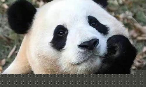 福宝是什么公司(福宝是什么公司生产的)_https://www.tuogunzhijia.com_黄金期货_第1张